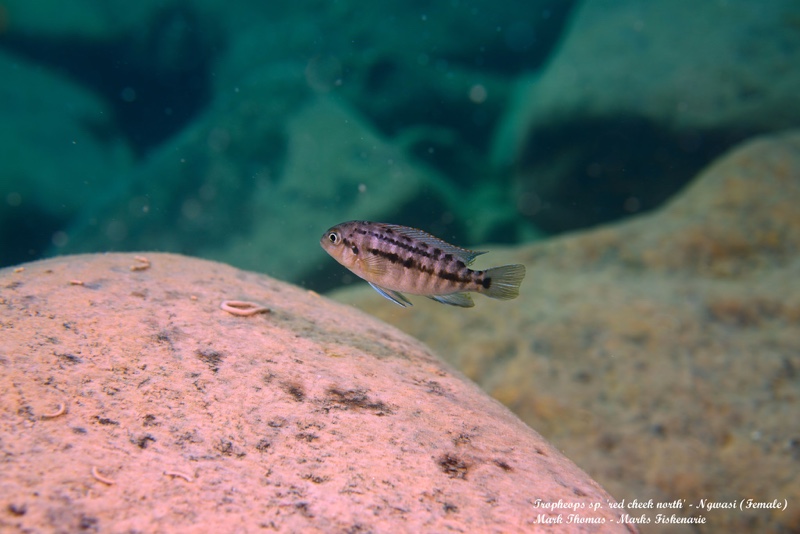 Tropheops sp. 'red cheek north' Ngwasi